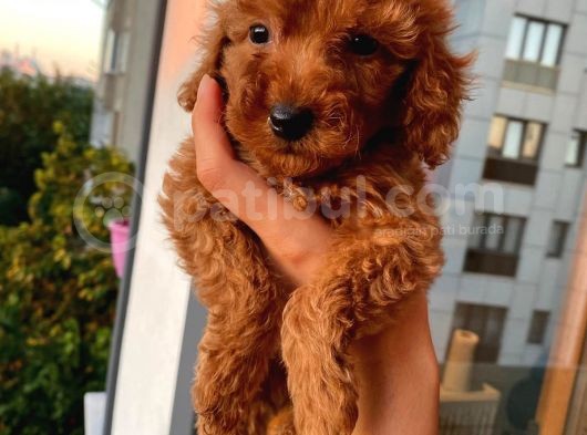 Karamelll Toypoodle Bebi̇şleri̇ görsel