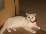 Beyaz British Longhair