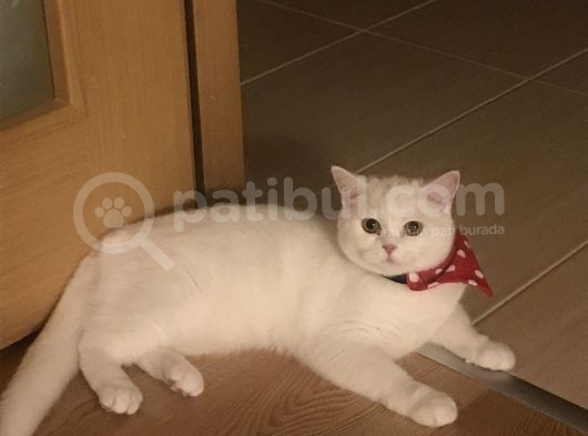 Beyaz British Longhair görsel