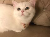 Beyaz British Longhair