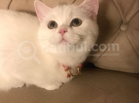 Beyaz British Longhair