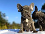 Blue French Bulldog Egzoti̇k Bebekler