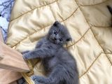 41 Günlük Erkek Scottish Fold