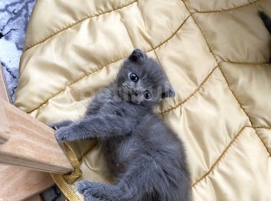 41 Günlük Erkek Scottish Fold görsel