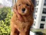 Ev Doğumlu Toypoodle Yavrular