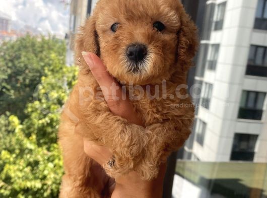 Ev Doğumlu Toypoodle Yavrular görsel