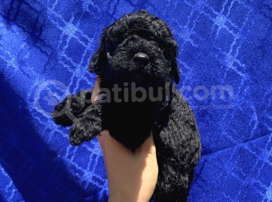 Dark Black Toypoodle Bebi̇şi̇mi̇z görsel