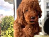 Ev Doğumlu Toypoodle Yavrular