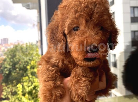 Ev Doğumlu Toypoodle Yavrular görsel