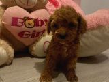Karamelll Toypoodle Bebi̇şleri̇