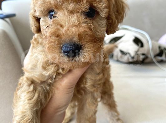 50 Günlük Toypoodle