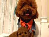 Karamelll Toypoodle Bebi̇şleri̇