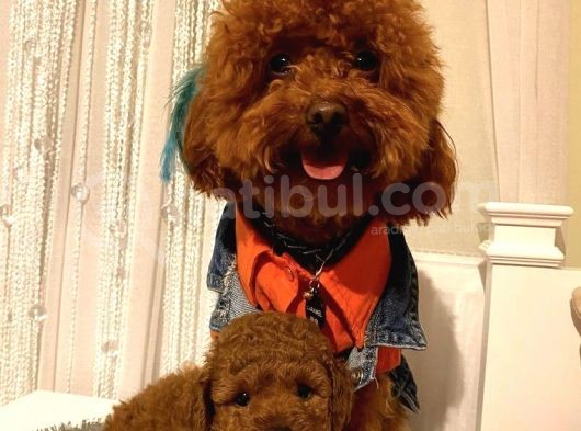 Karamelll Toypoodle Bebi̇şleri̇