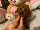 Karamelll Toypoodle Bebi̇şleri̇