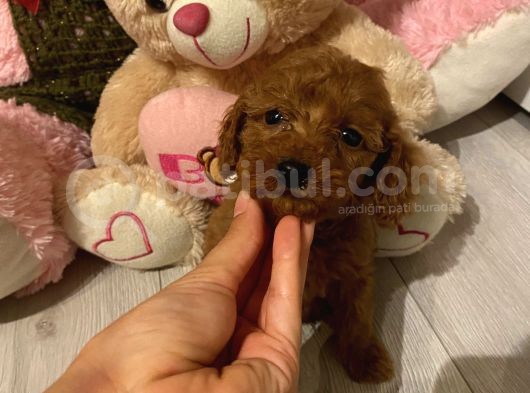 Karamelll Toypoodle Bebi̇şleri̇ görsel