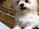 Maltese Terrier Yavrular