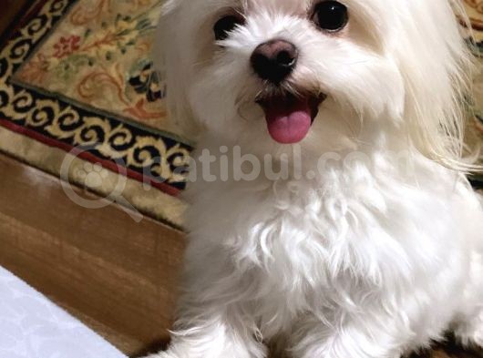 Maltese Terrier Yavrular görsel