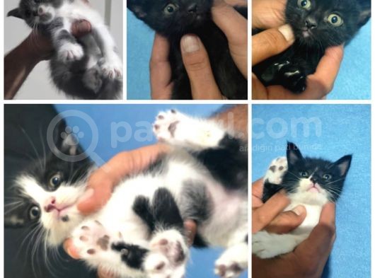 British Shorthair Melezi Sahiplendirilecektir görsel