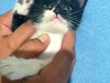 British Shorthair Melezi Sahiplendirilecektir