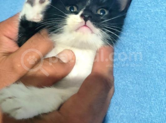 British Shorthair Melezi Sahiplendirilecektir görsel