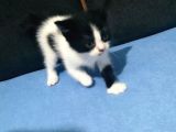 British Shorthair Melezi Sahiplendirilecektir
