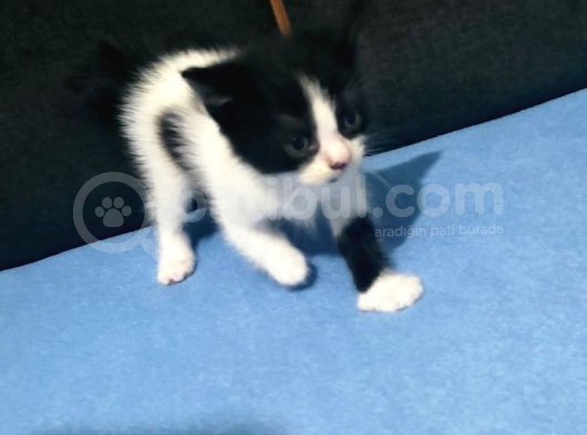 British Shorthair Melezi Sahiplendirilecektir görsel