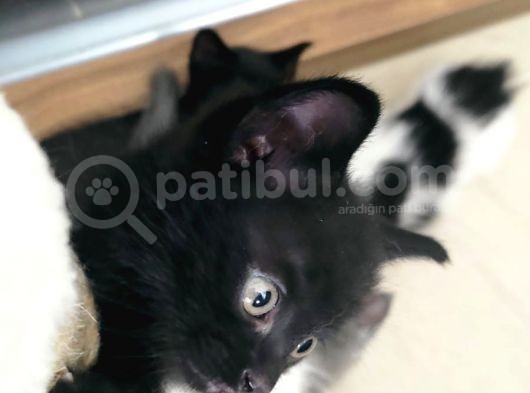 British Shorthair Melezi Sahiplendirilecektir görsel