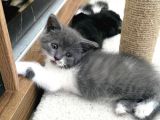 British Shorthair Melezi Sahiplendirilecektir