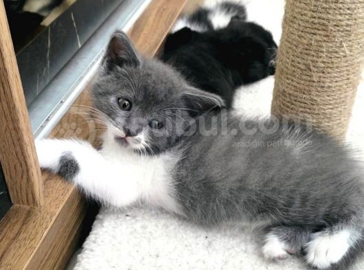 British Shorthair Melezi Sahiplendirilecektir