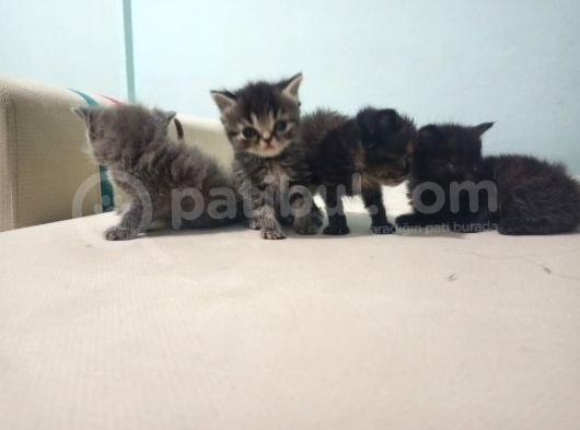 3 Erkek 1 Dişi görsel