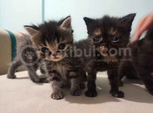 3 Erkek 1 Dişi