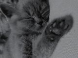 2 Aylık Kedi