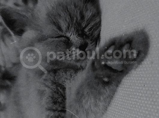 2 Aylık Kedi görsel