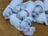 Maltese Terrier Yavrular