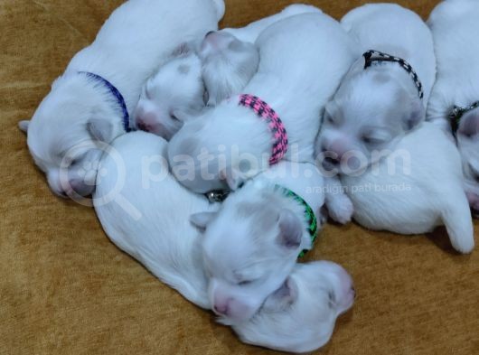 Maltese Terrier Yavrular