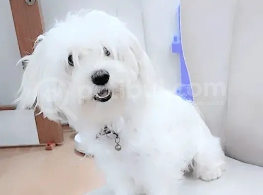 Maltese Terrier Yavrular görsel