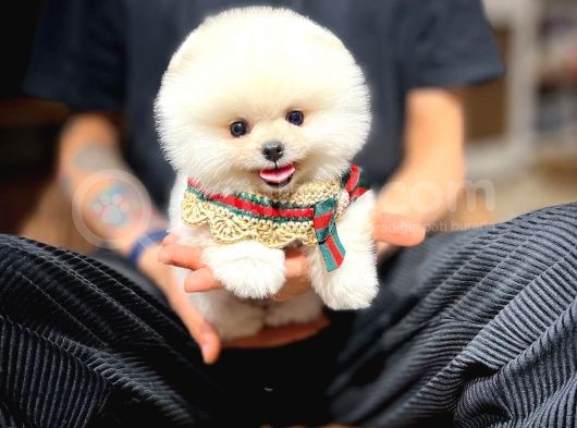Ayı Surat Pomeranian Boo Yavrularımız