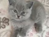 2 Aylık Kedi