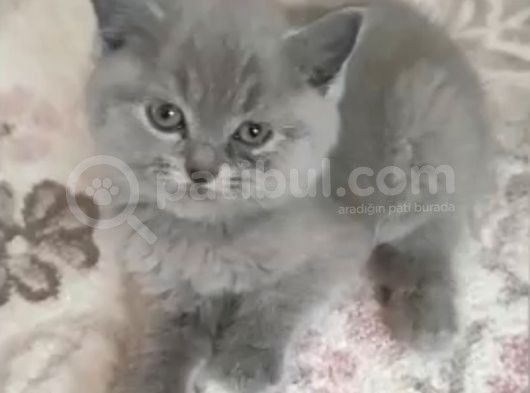 2 Aylık Kedi