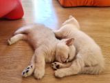 Satılık Orijinal British Shorthair Yavrusu