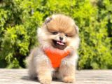 Gerçek Teddy Face Pomeranian Boo Yavruları