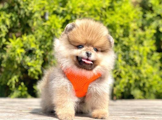 Gerçek Teddy Face Pomeranian Boo Yavruları