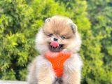 Gerçek Teddy Face Pomeranian Boo Yavruları