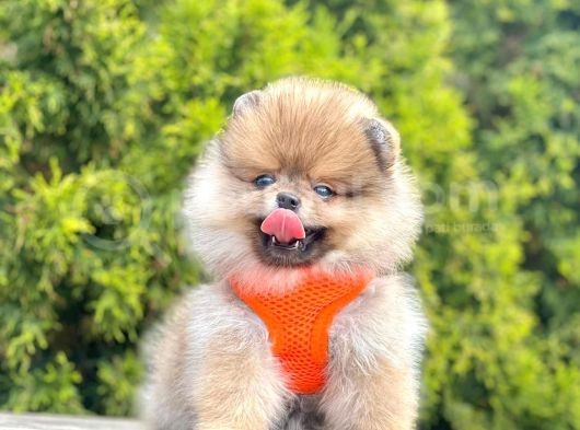 Gerçek Teddy Face Pomeranian Boo Yavruları görsel