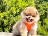 Gerçek Teddy Face Pomeranian Boo Yavruları