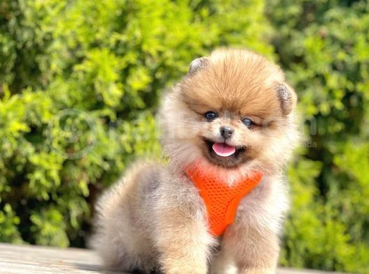 Gerçek Teddy Face Pomeranian Boo Yavruları görsel