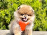 Gerçek Teddy Face Pomeranian Boo Yavruları