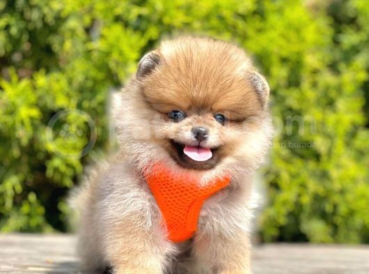 Gerçek Teddy Face Pomeranian Boo Yavruları görsel