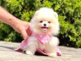 Orjinal Pomeranian Boo
