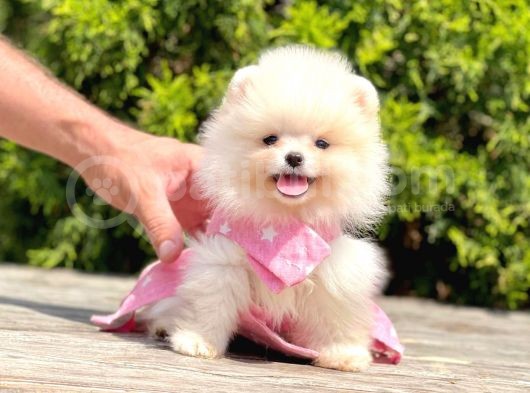 Orjinal Pomeranian Boo görsel
